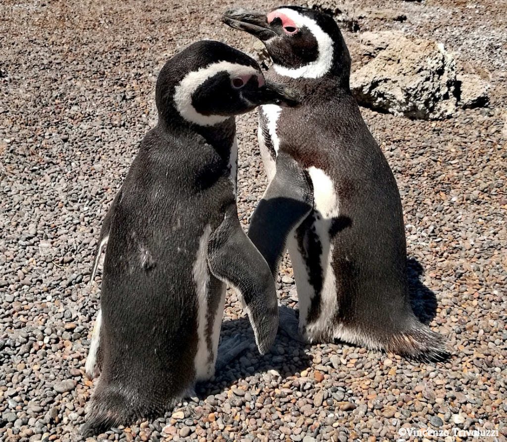pinguini-punta-tombo-penisula-valdès